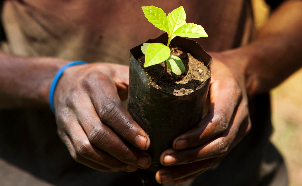 Close up of hands holding small plant.