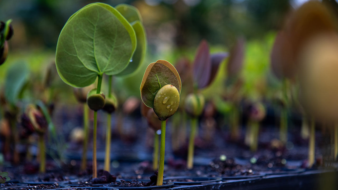 Growing plants, Brazil.