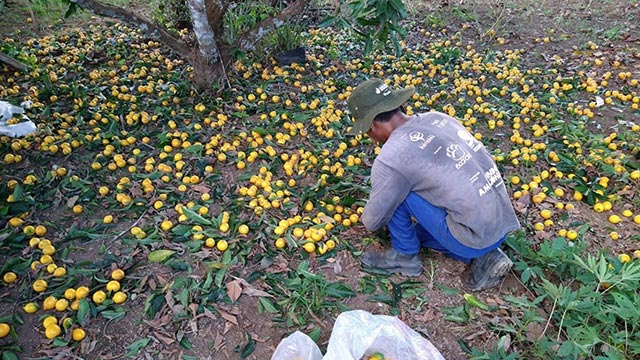 Picking lemons in Brazil.