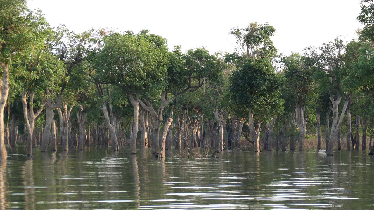 Rừng ngập nước của Hồ Tonle Sap.