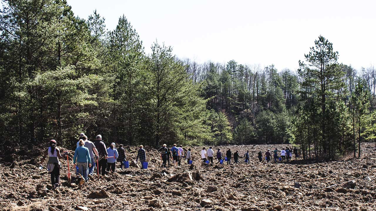 Planting trees, U.S.
